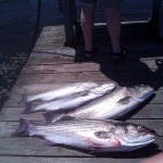 zygi_fish_5