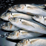 zygi_fish_3